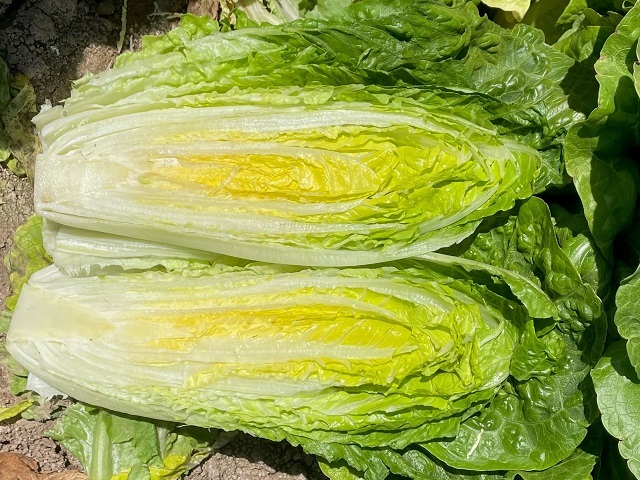 Romaine lettuce variety Adicamp, cut in length