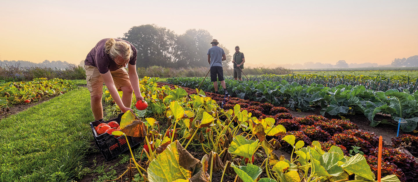 Vitalis colleague checking pumpkins in a field