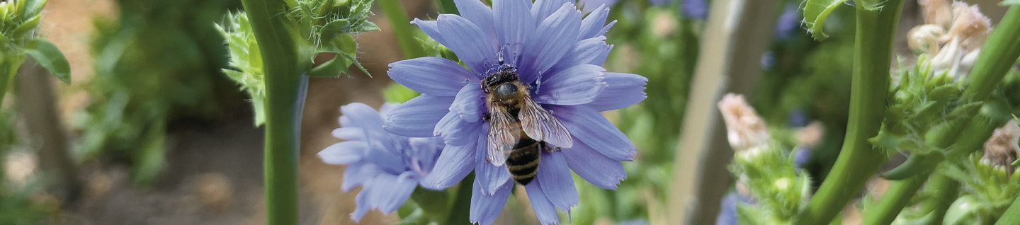 Flower of the endive plant