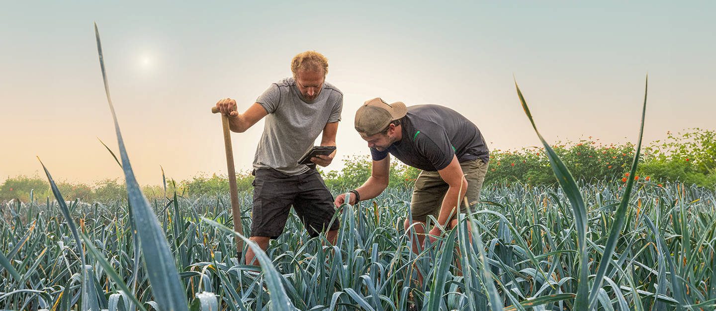 Colleagues in leek field checking the plants