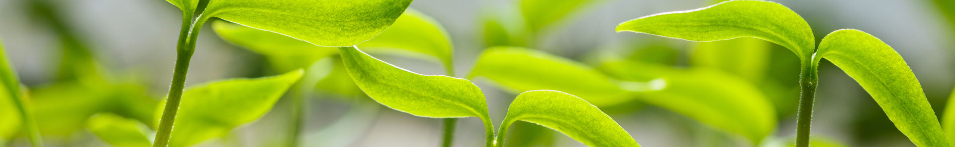 Rootstok - photo of leaves of the Rootstock