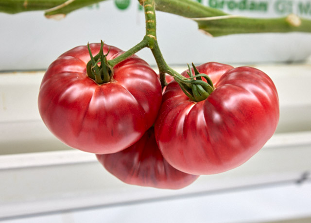 Marmande tomato Blue Tonic