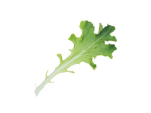 Leaf of Babyleaf Lettuce Clearwater by Vitalis Organic Seeds
