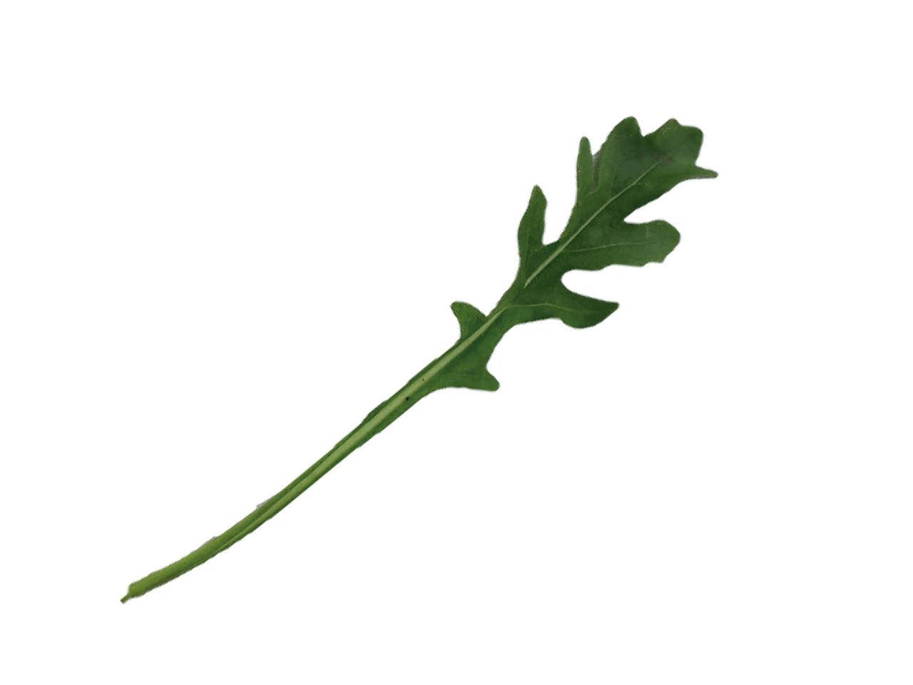 Leaf of Jolizia Arugula by Vitalis Organic Seeds