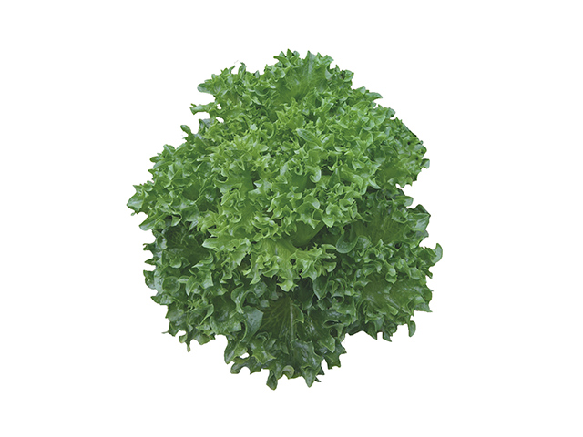 Crispy lettuce Cristabel by Vitalis Organic Seeds, top view