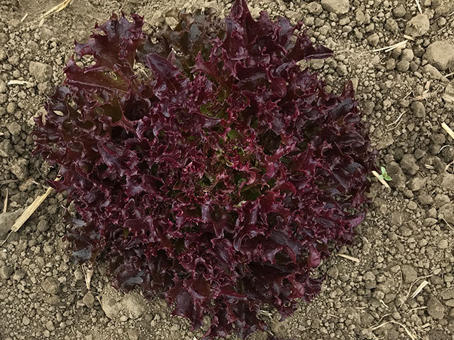 Burgandy