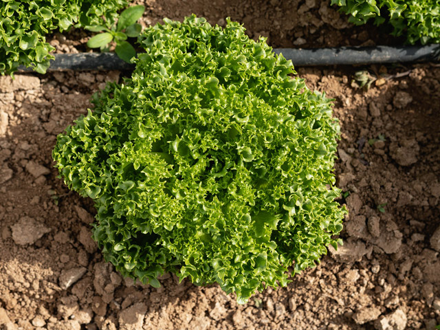 Crispy Lettuce Crispenza