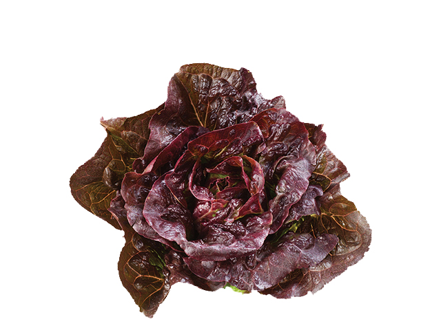 Crop of mini romaine or little gem lettuce Pomegranate Crunch by Vitalis Organic Seeds