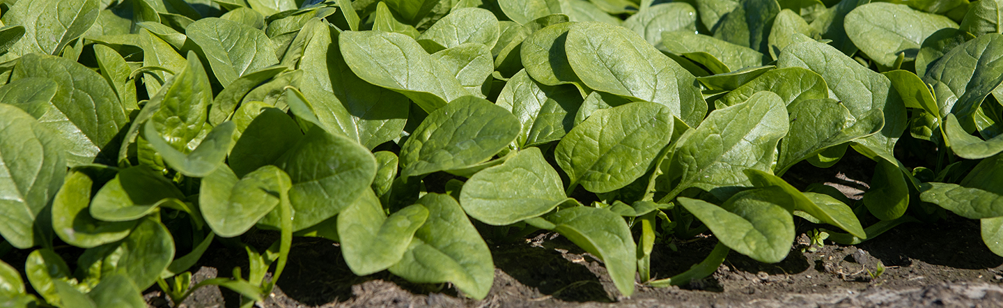 Spinach in environment