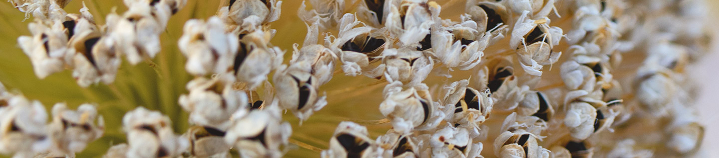 Seed leek