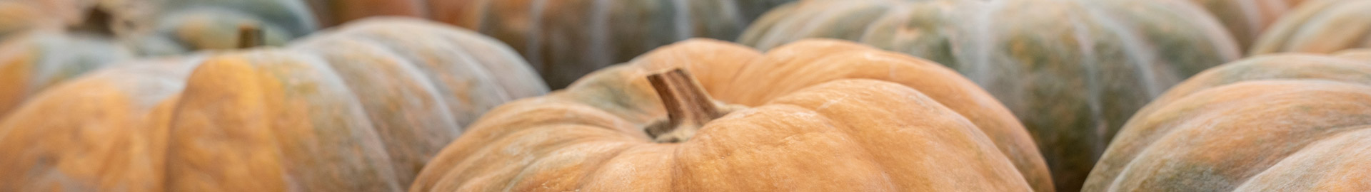 Open field pumpkins