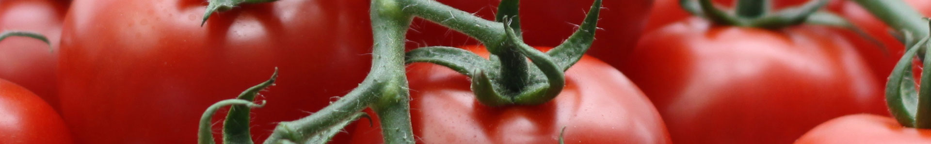 close up tomato