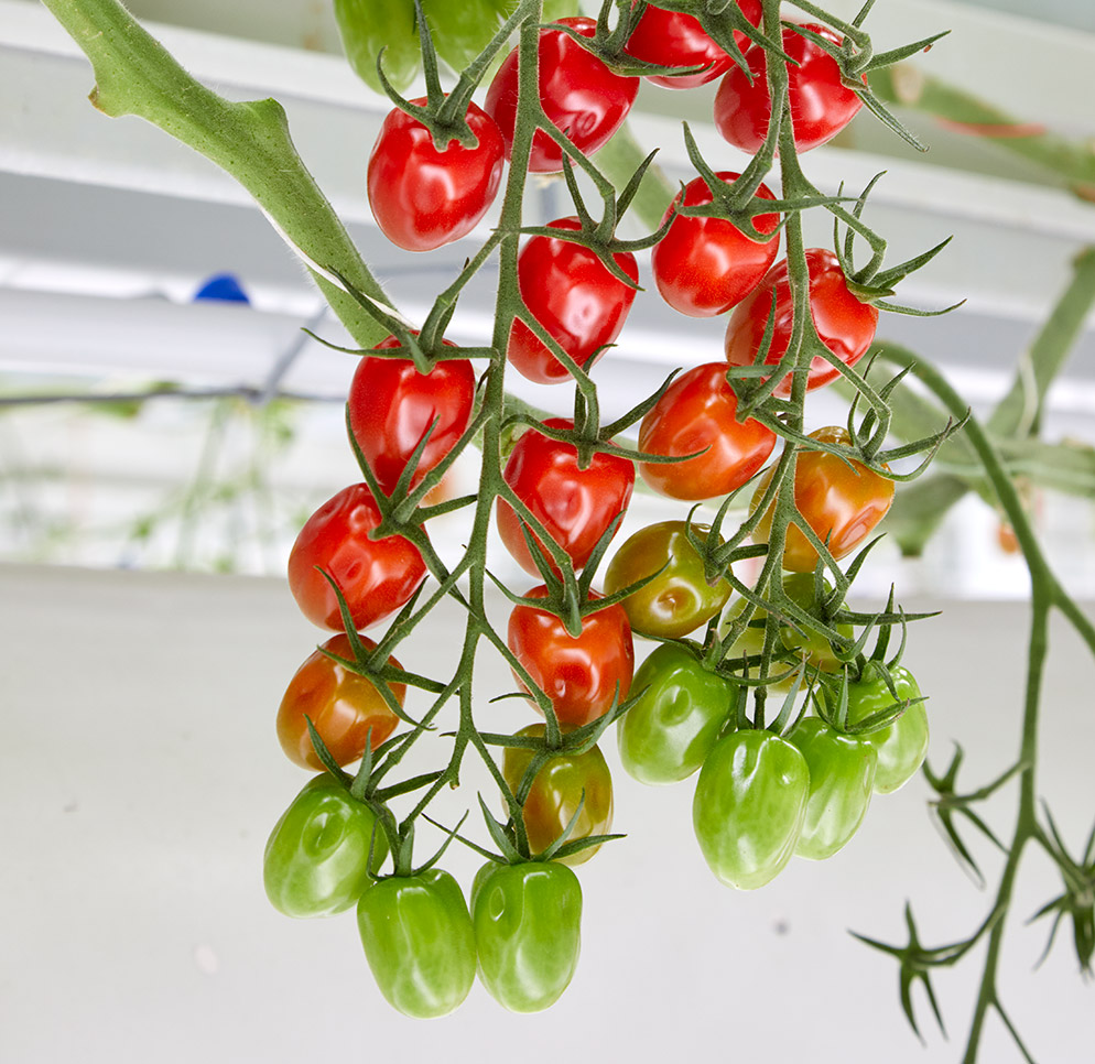 HREZ Mini Plum tomato Icaria by Enza Zaden