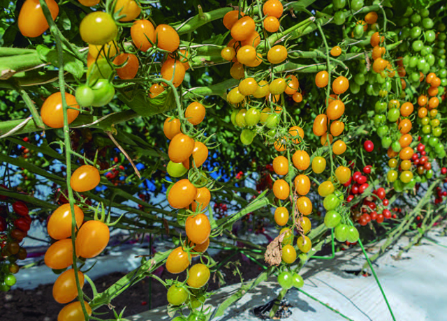 Tomate Plum Santy Yellow