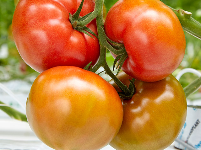 Tomate bola Indeterminado Macapule