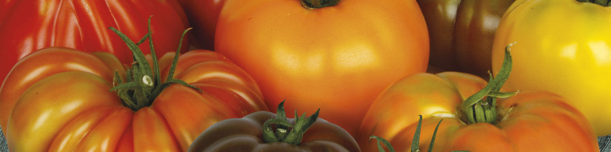 Heirloom Tomato