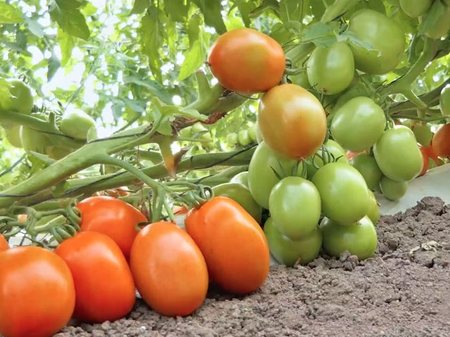 Avances contra el virus rugoso del tomate