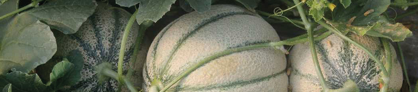 Seed lettuce