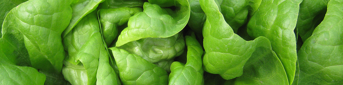 Close up of fresh, green butterhead lettuce leaves,