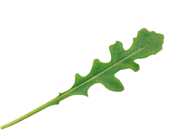 Arugula Bellezia by Vitalis Organic Seeds